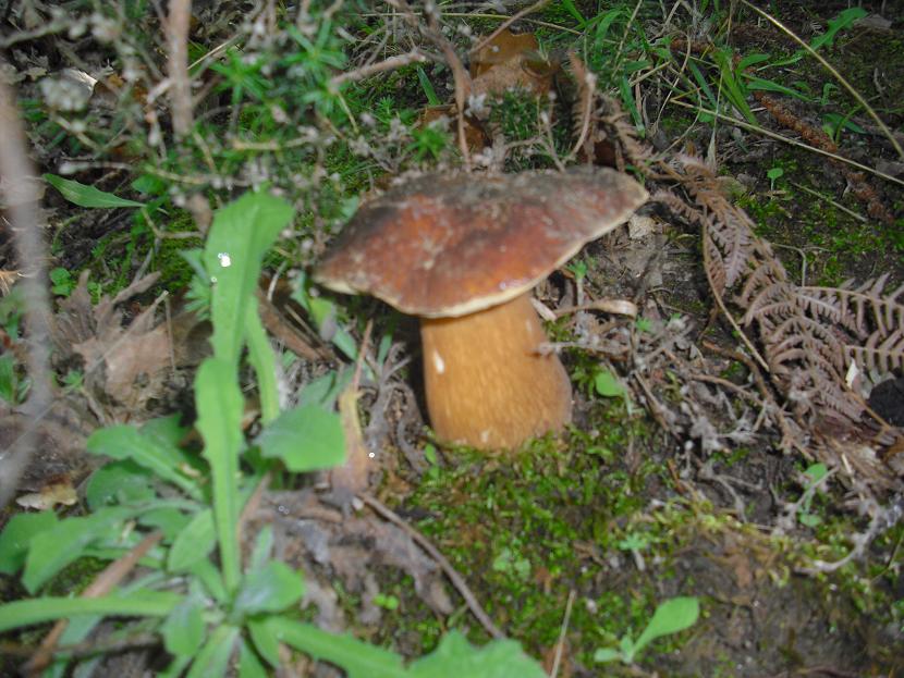 Finalmente dopo tanta acqua arrivano i funghi in Sicilia!